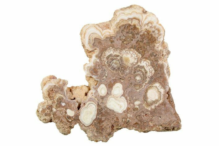 Polished Aragonite Stalactite Slice - Morocco #259761